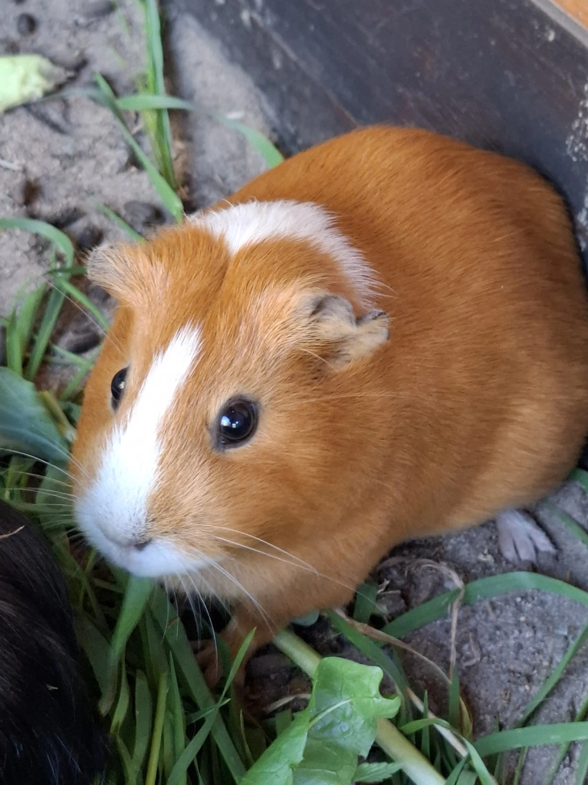 Rosi