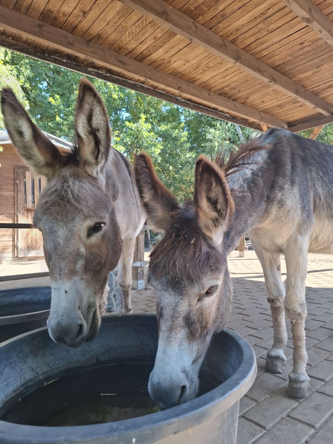 Unsere Esel Elias und Jakob