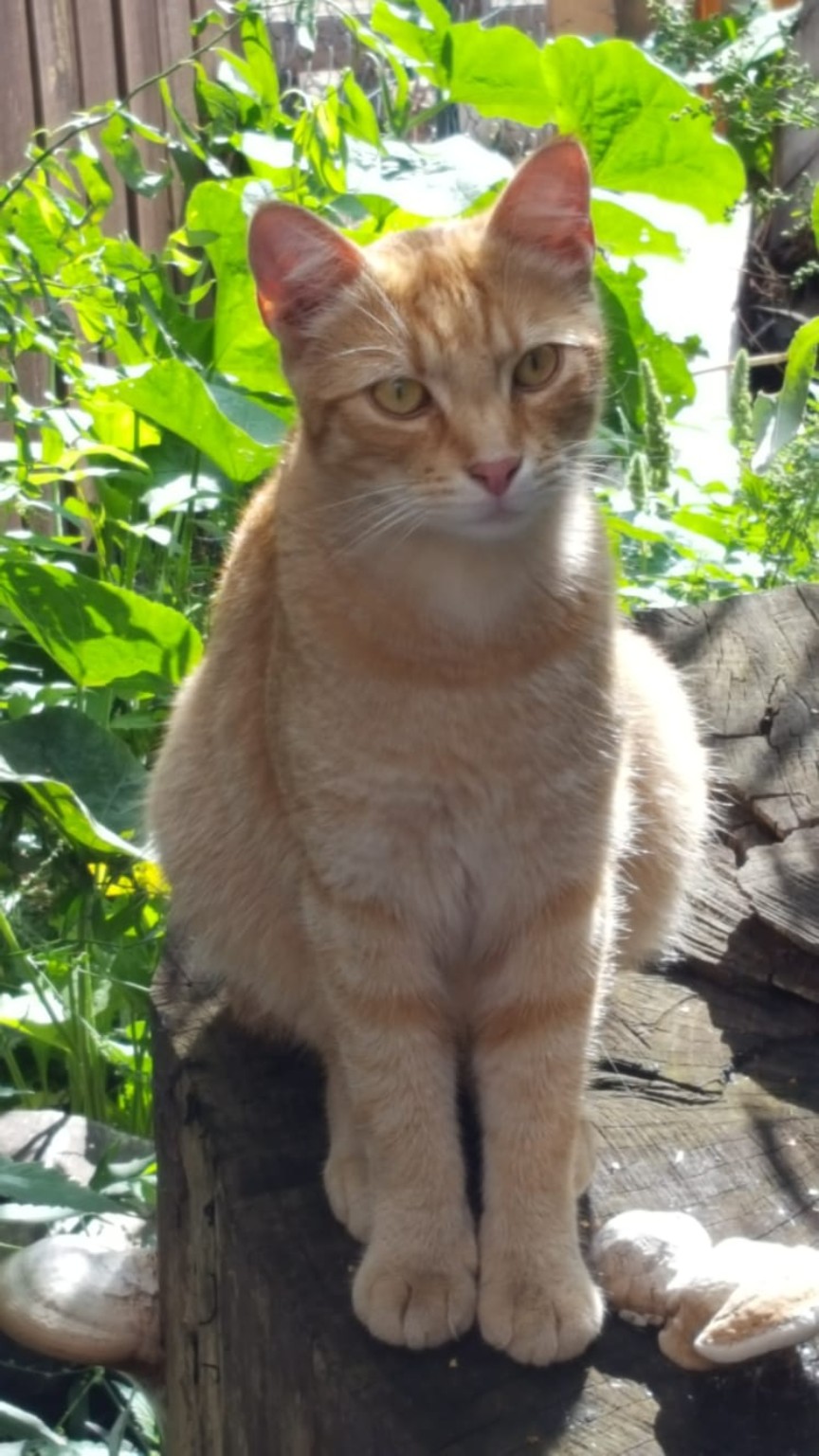 Fiete, unser roter Kater