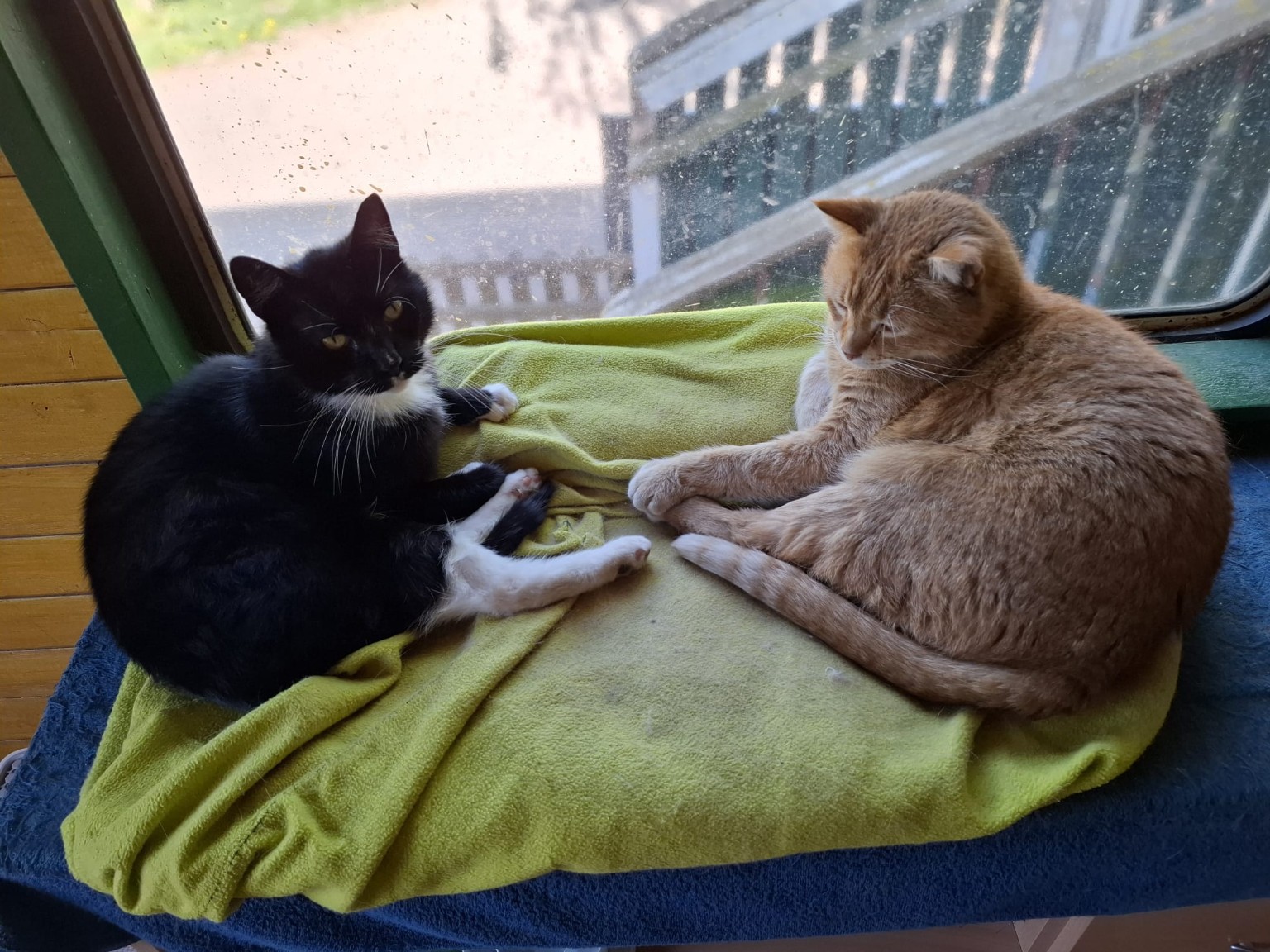 Fiete und Findus