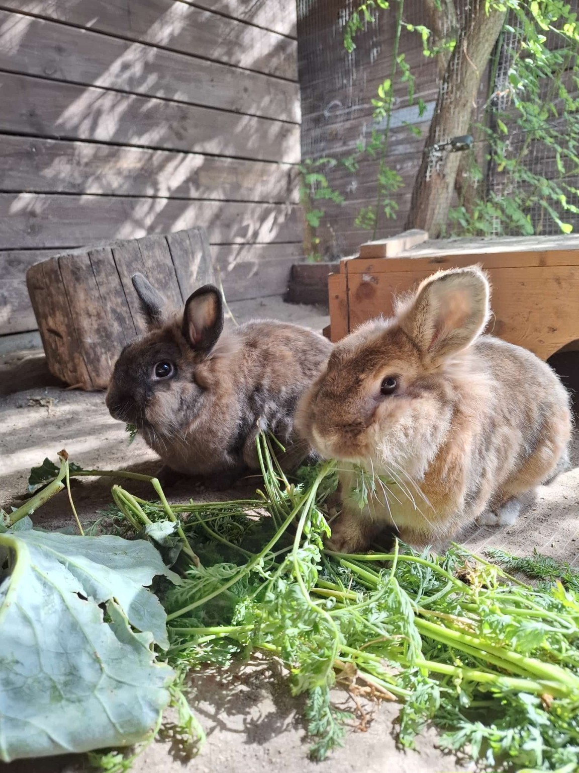 Unsere Kaninchen Kuschel und Puschel